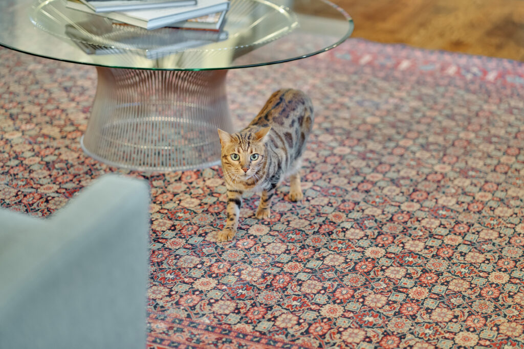 Close-up of cat walking on living room run with red accents in Chattanooga living room